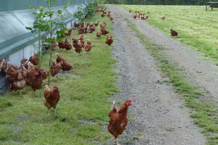 Chickens ventures outside to wander about the pasture at Rabbit River Farms, where they will spend most of the day