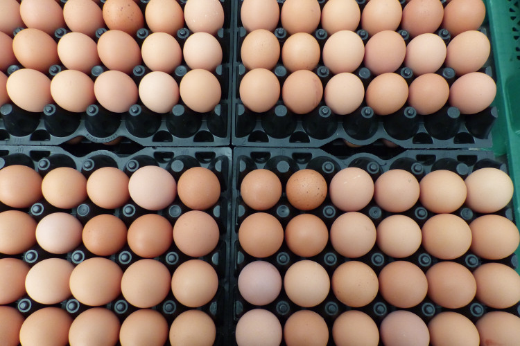 Flats of organic eggs at Rabbit River farms