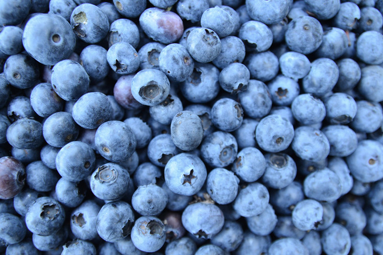 There are 100 named varieties of the Northern Highbush Blueberry. 