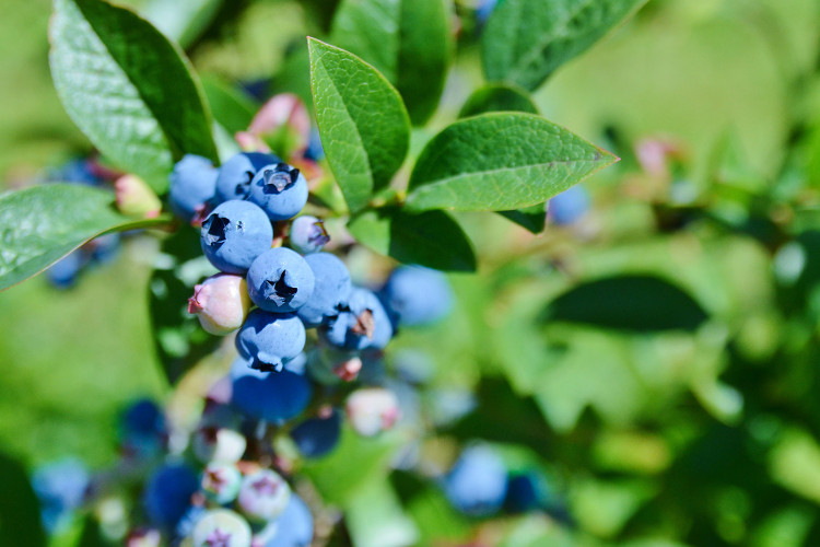 Did you know? Blueberries are at their peak stage of ripeness within two or three days after turning blue.