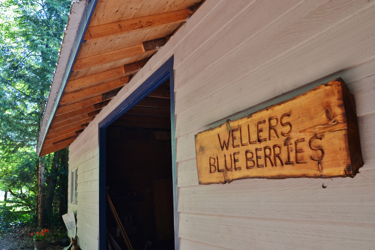 There are 10 varieties of highbush blueberries at Weller’s Blueberry Farm.