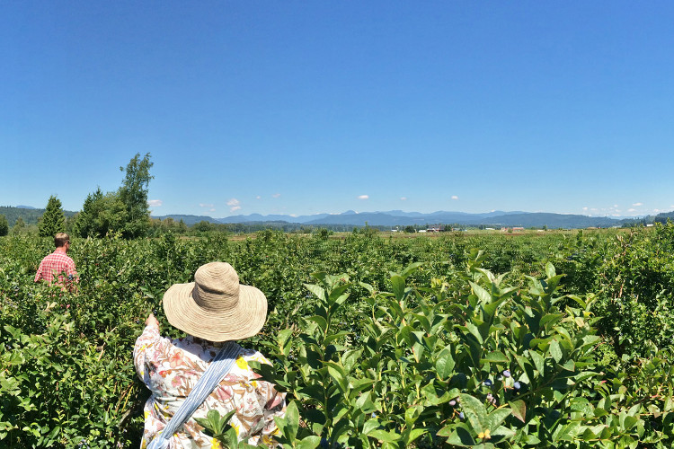 Enjoy beautiful views of the Fraser Valley while picking blueberries at the Weller’s Blueberry Farm. 