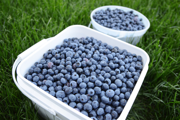 Tip: Store fresh picked berries in the refrigerator to extend their life and consume them within 10-14 days.
