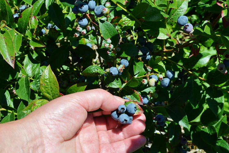 There are a whole lot of reasons to love blueberries! These nutritious blue gems are packed with goodness and healthy benefits. A cup of blueberries provides an excellent source of fiber (4 g), 24% of the recommended daily intake of Vitamin C, along with a host of other nutrients.