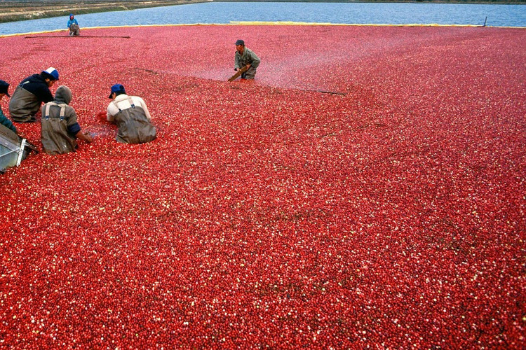 6-cranberry-harvest