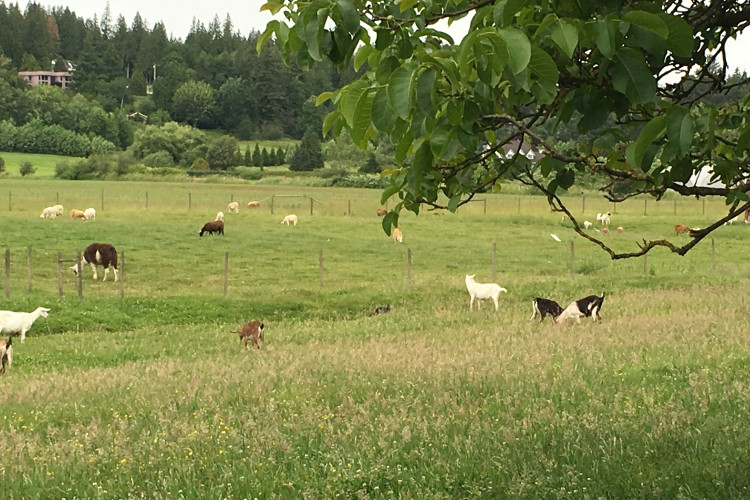 Goats roam the farm
