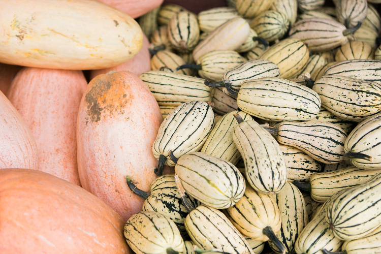 Run your hands over piles of gnarly, striped and speckled winter squash and feel fresh dirt still stuck on the sides and in the stems.