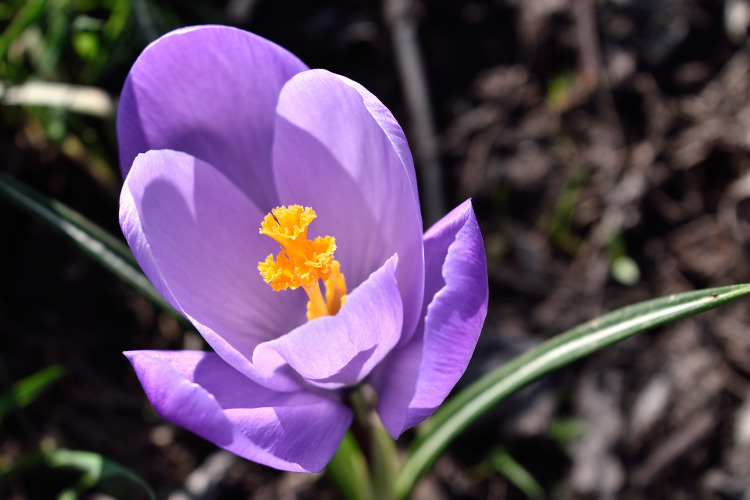 The saffron crocus | image via Pixabay