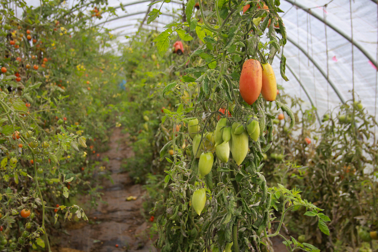 Tomatoes are on their way out in late October. Crops change with the seasons at A Rocha.
