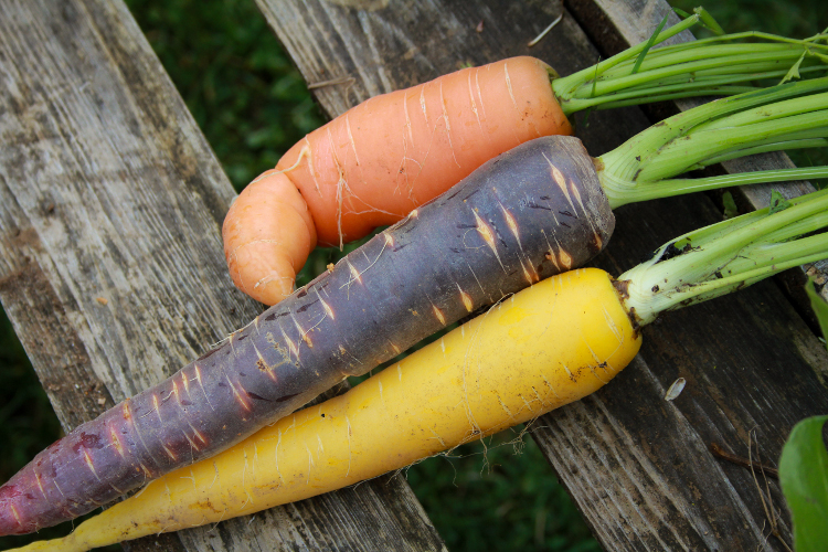 Dirt doesn’t hurt. Try your hand at harvesting in over two acres of organic gardens.