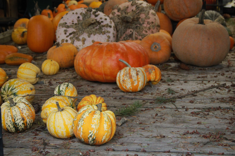 Stripes, warts, large, small, all sizes and shapes of squash are welcome in A Rocha’s fields.