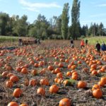 Pumpkin Patches and Corn Mazes in Surrey