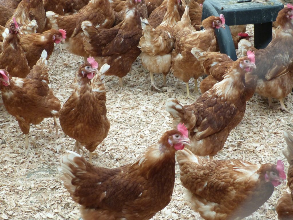 Organic Eggs Rule at Richmond’s Rabbit River Farms West Coast Food