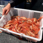 Be at the Docks in Vancouver for the First Haul of BC Spot Prawns