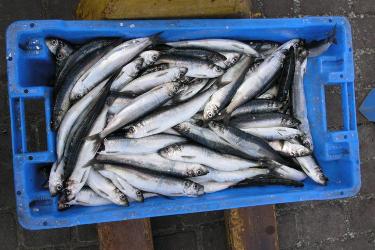 Steveston Herring Sale
