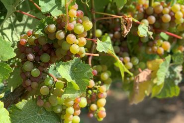 Seigerrebe Grapes - Chaberton Estate Winery