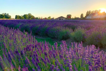 Lavenderland in Richmond