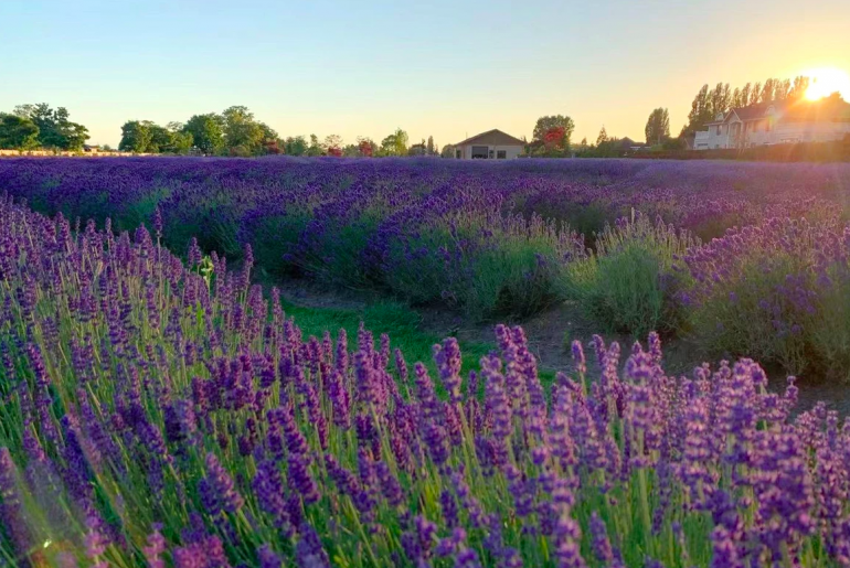 Lavenderland in Richmond