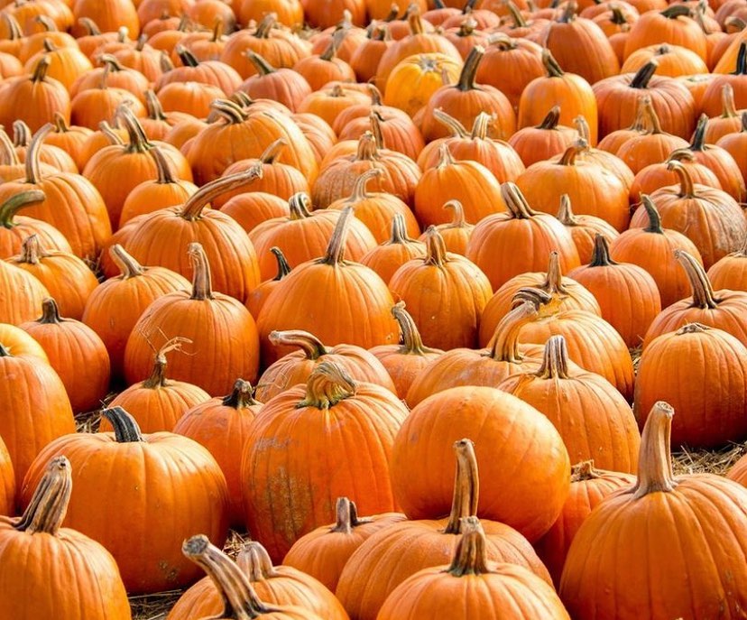 Pumpkin Patches in Metro Vancouver
