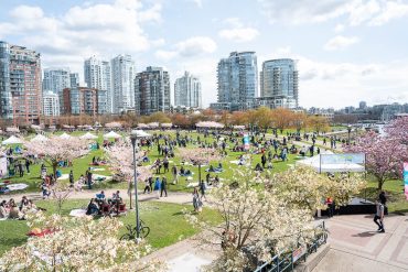 The Cherry Blossom Festival