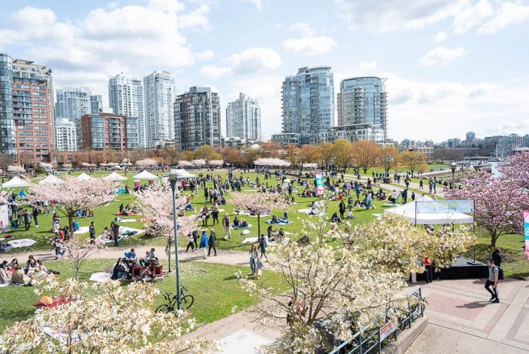 The Cherry Blossom Festival