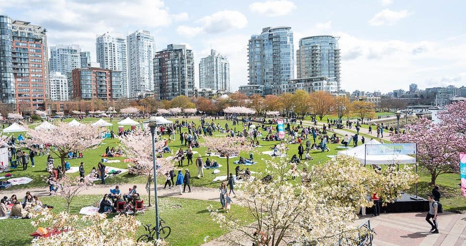 The Cherry Blossom Festival